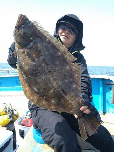 ヒラメの釣果