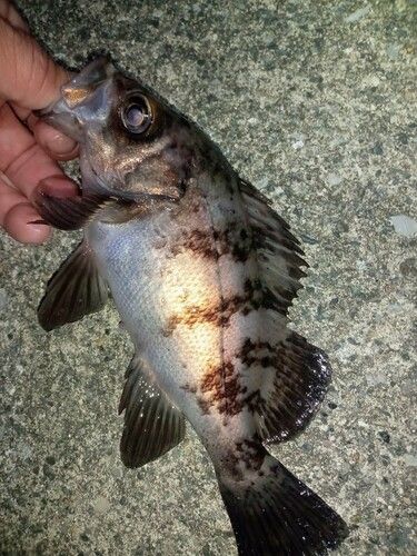 メバルの釣果