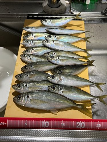 アジの釣果