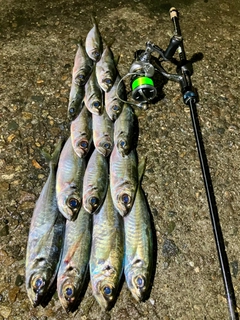 アジの釣果
