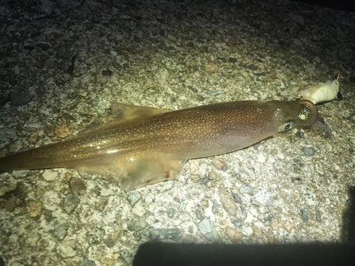 釣果