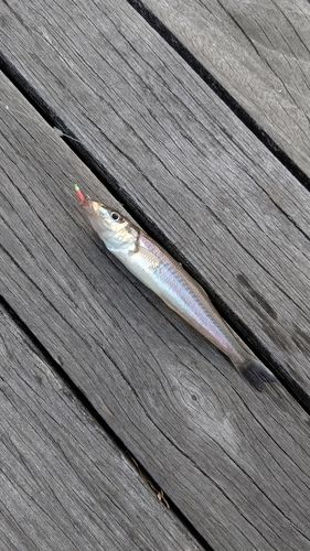 シロギスの釣果