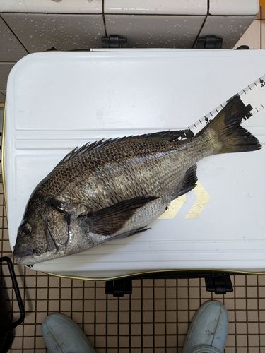 チヌの釣果