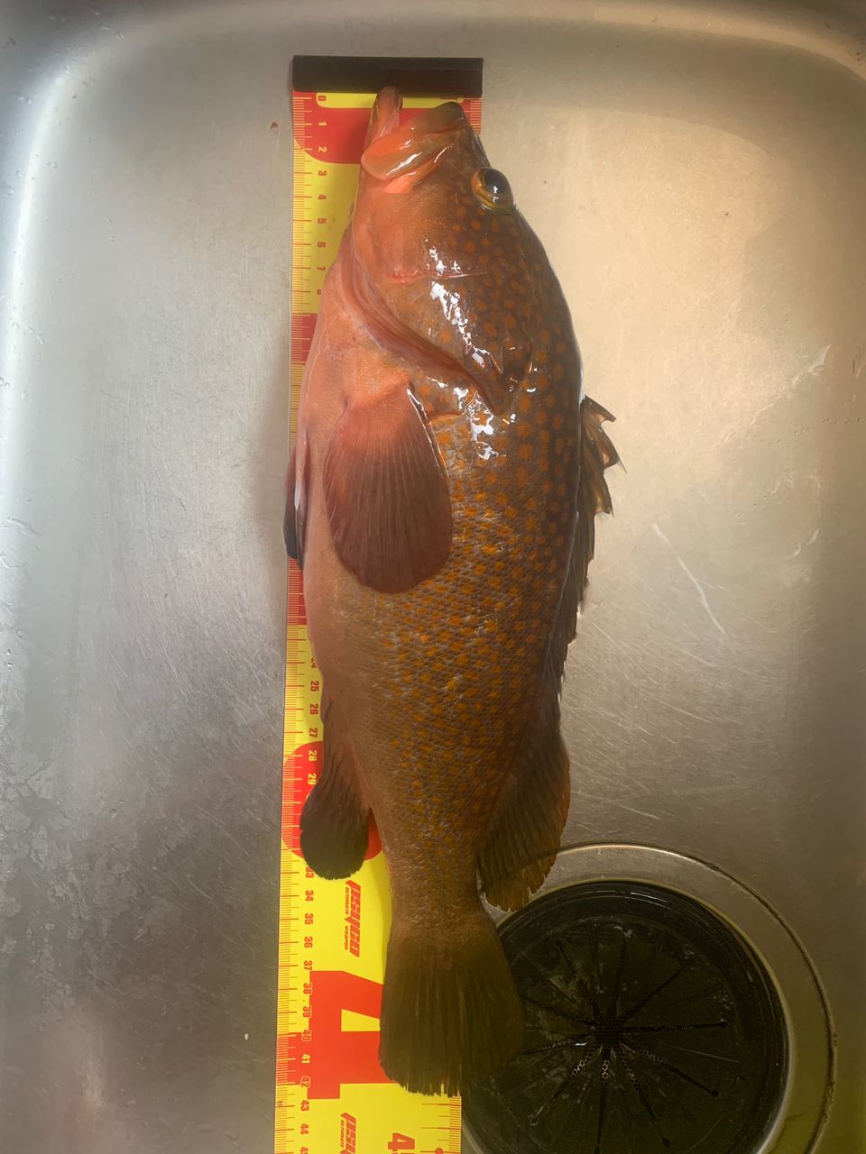 アコウ