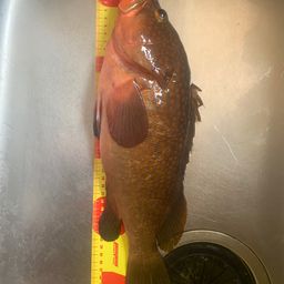 アコウ
