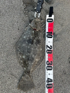 ヒラメの釣果