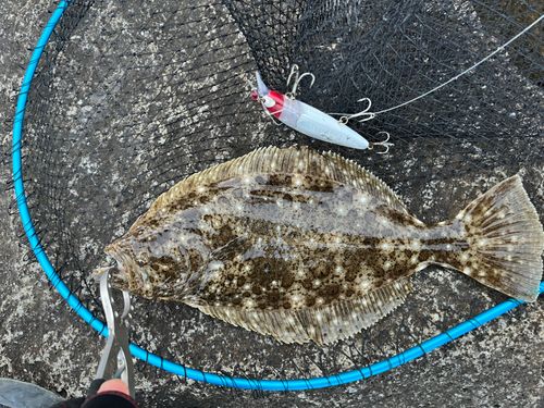 ヒラメの釣果
