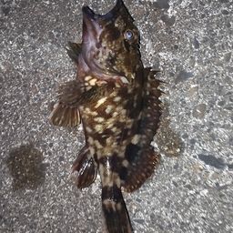 カサゴ