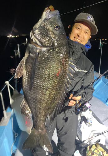 クロダイの釣果
