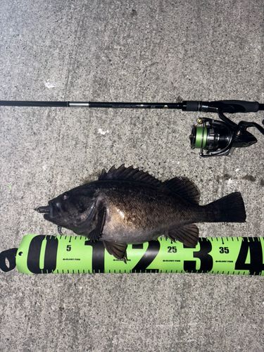 クロソイの釣果