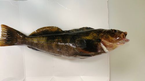 アイナメの釣果