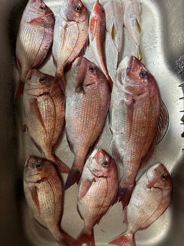 タイの釣果