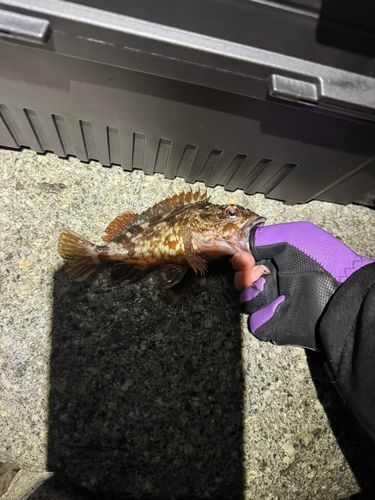 カサゴの釣果