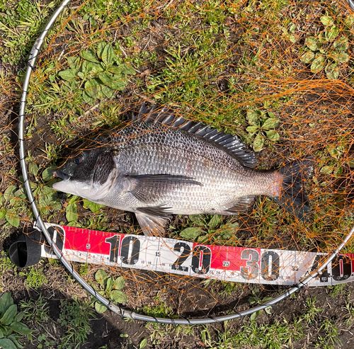 クロダイの釣果