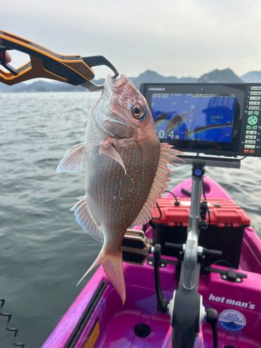 マダイの釣果