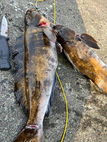 アイナメの釣果