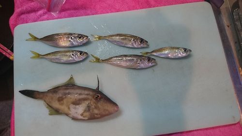 ウマヅラハギの釣果