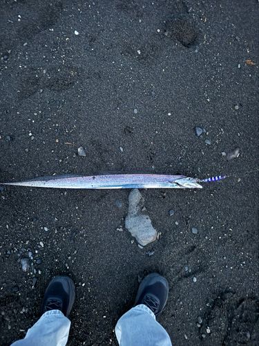 タチウオの釣果