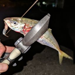アジ