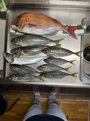 アジの釣果