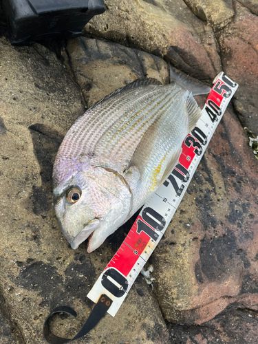 ヘダイの釣果