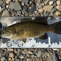 スモールマウスバス