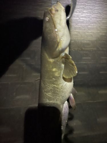 マナマズの釣果