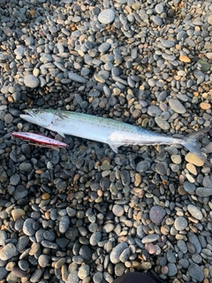 サゴシの釣果