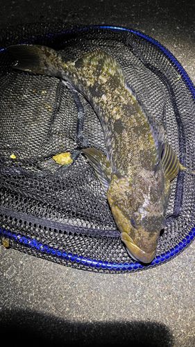 アイナメの釣果