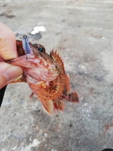 ガシラの釣果