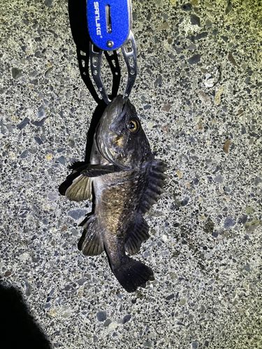 クロソイの釣果