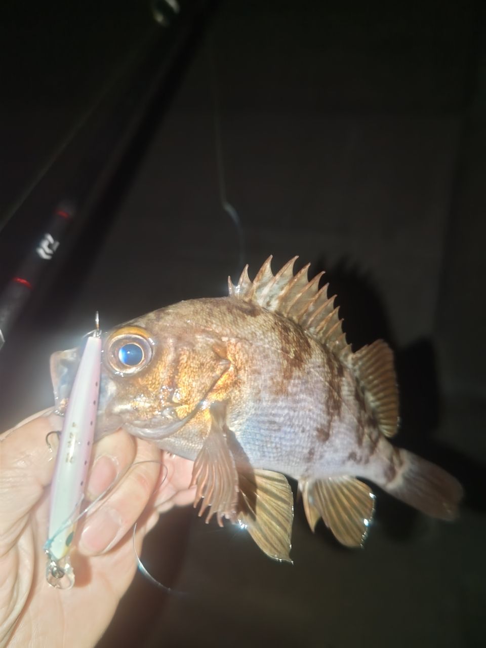 メバル