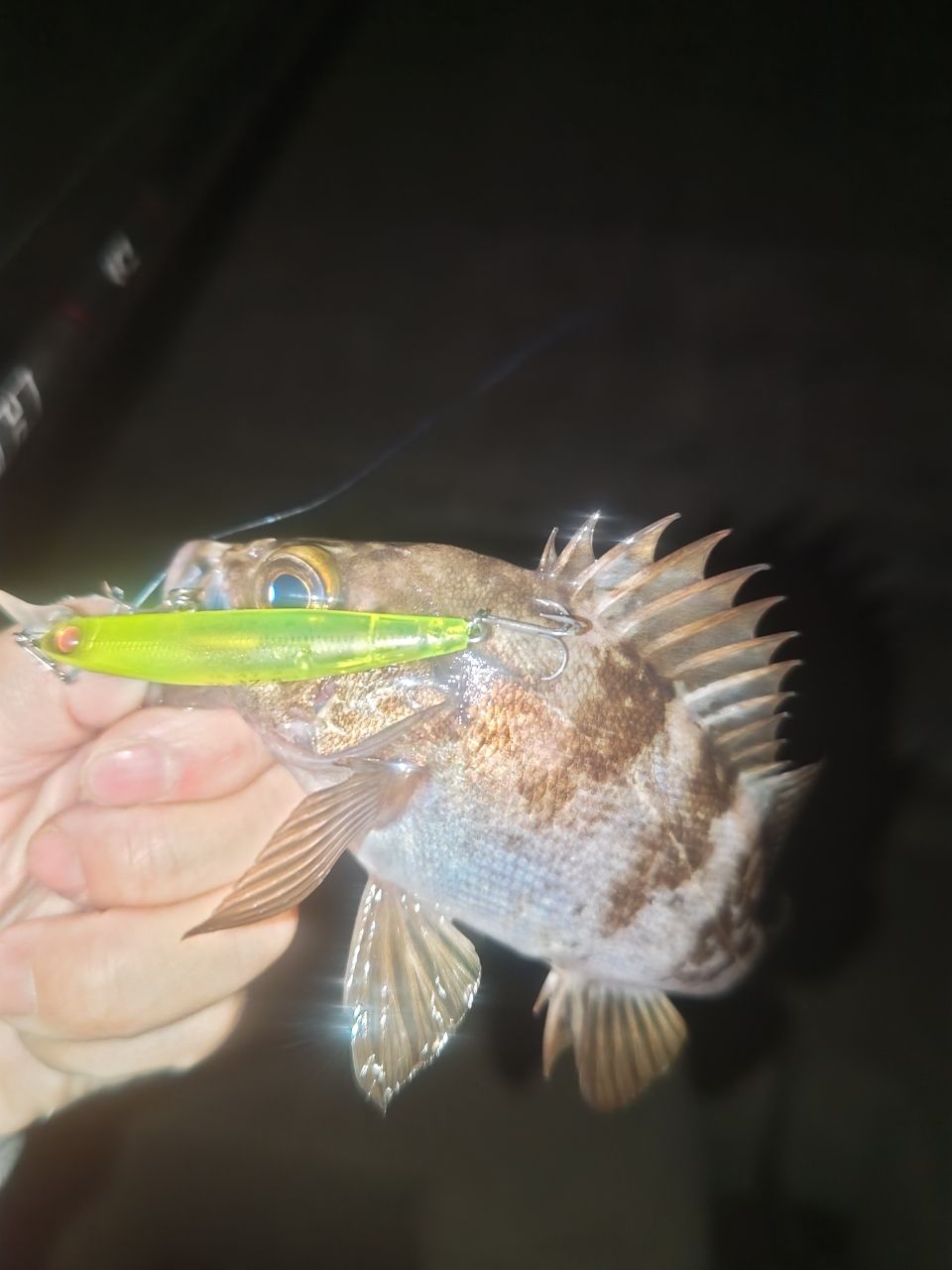 メバル