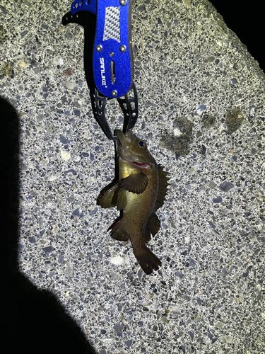 エゾメバルの釣果
