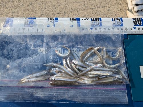 チアユの釣果