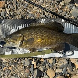 スモールマウスバス