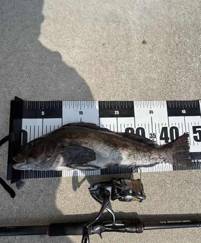 アイナメの釣果