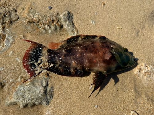 ヒロサーの釣果