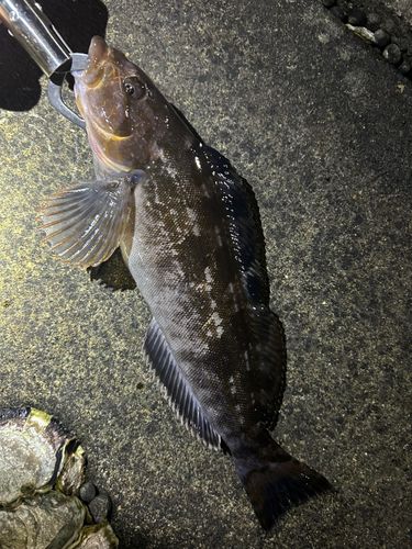 アイナメの釣果