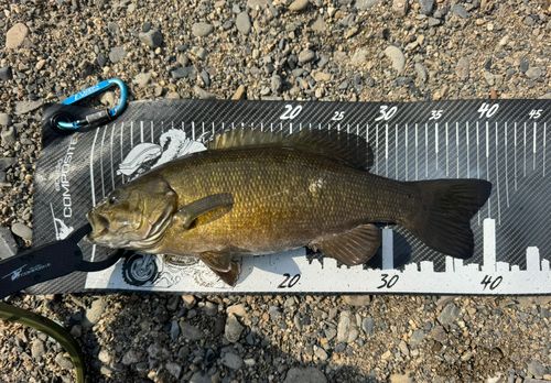 スモールマウスバスの釣果