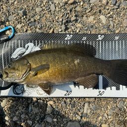 スモールマウスバス