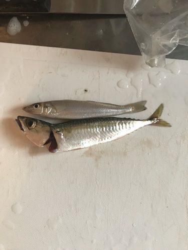 サバ