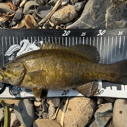 スモールマウスバス