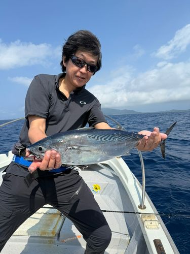 スマガツオの釣果