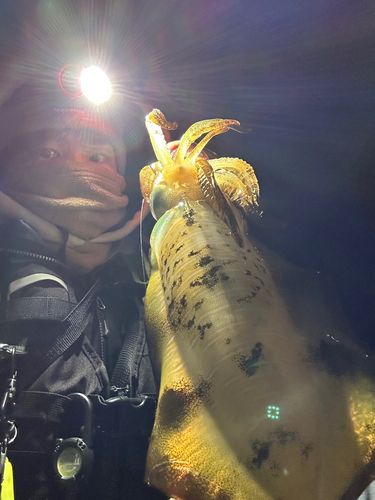アオリイカの釣果
