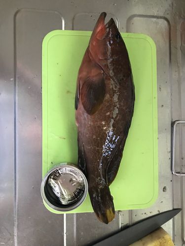 キジハタの釣果