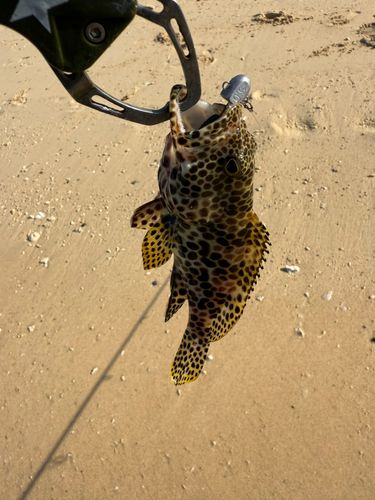 イシミーバイの釣果