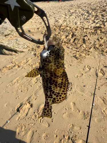 イシミーバイの釣果