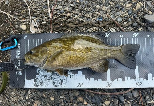 スモールマウスバスの釣果