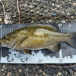 スモールマウスバス